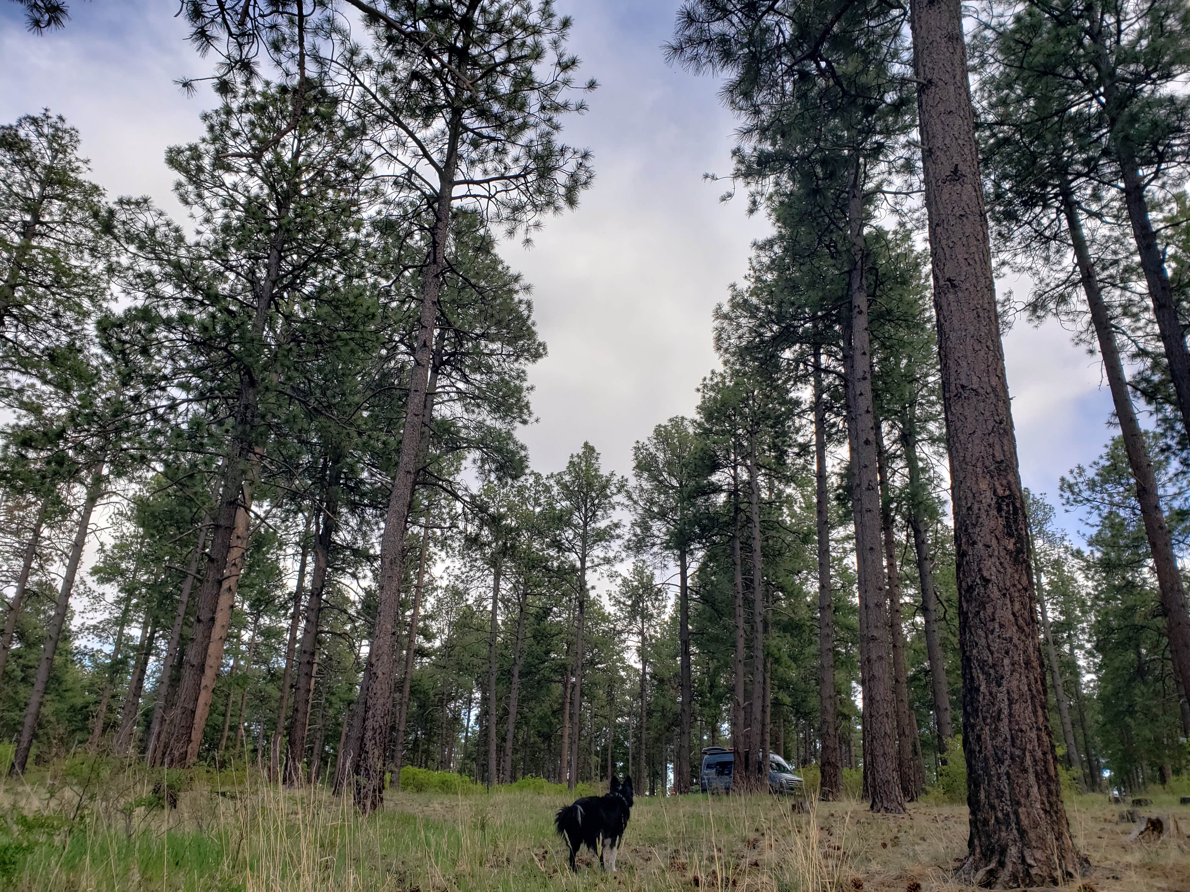 Jeanie P.'s photo of camping with pets at Pajarito Springs (Dispersed) near Santa Fe National Forest
