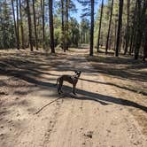 Review photo of West Clear Creek Dispersed Camping by Gillian C., May 31, 2021