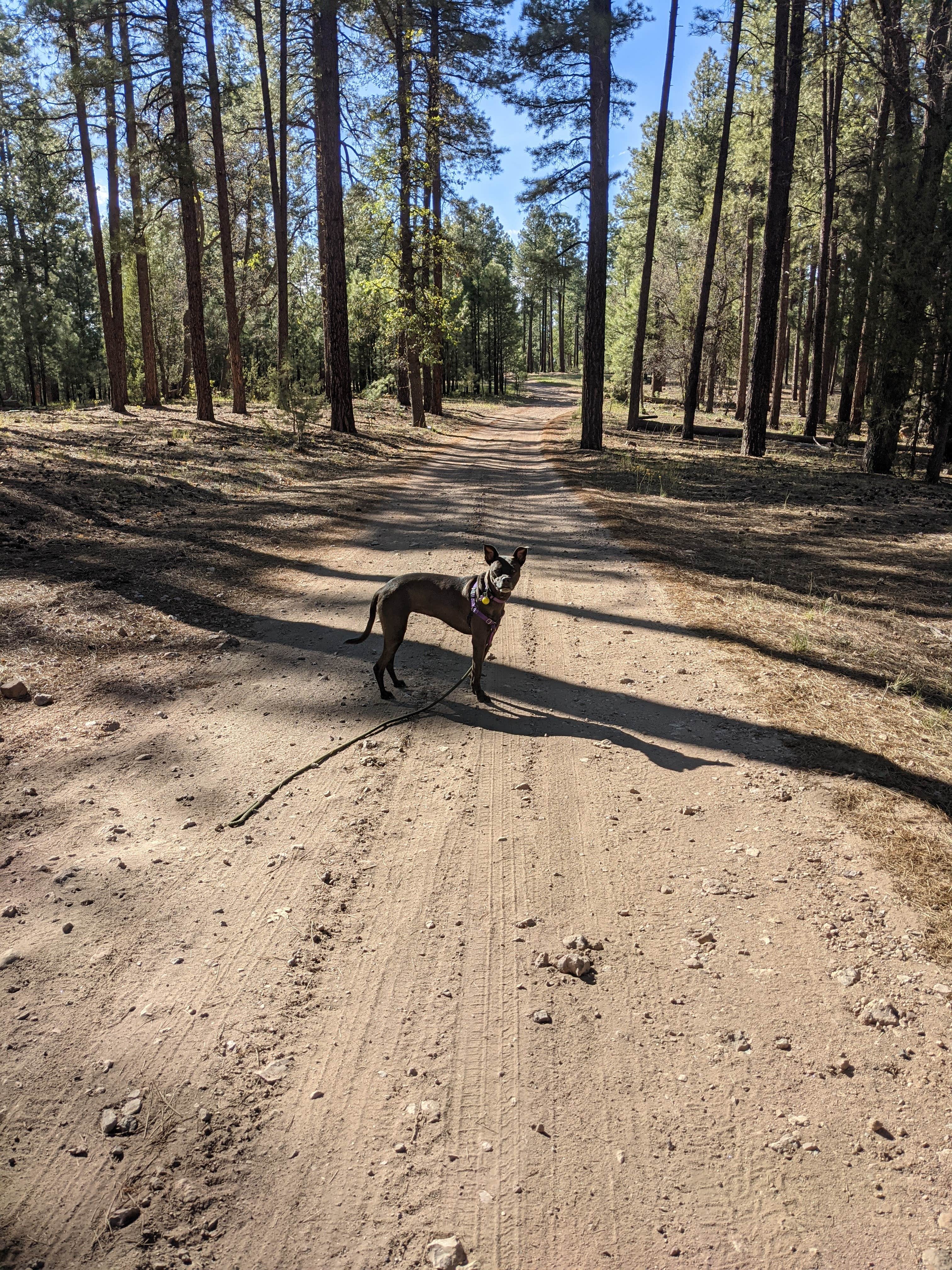 Camper submitted image from West Clear Creek Dispersed Camping - 1