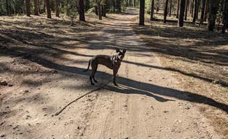 Gillian C.'s photo of camping with pets at West Clear Creek Dispersed Camping near Strawberry, AZ