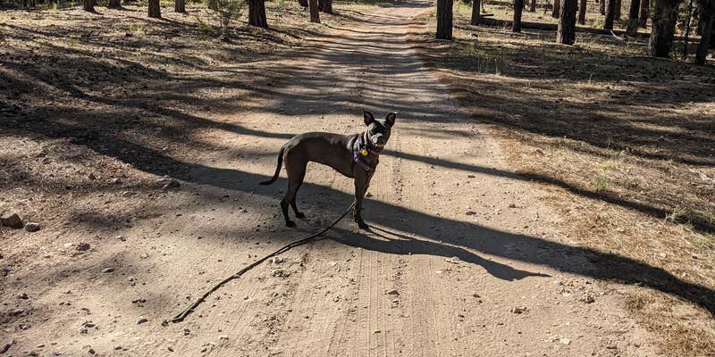 Camper submitted image from West Clear Creek Dispersed Camping