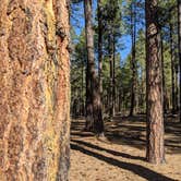 Review photo of West Clear Creek Dispersed Camping by Gillian C., May 31, 2021