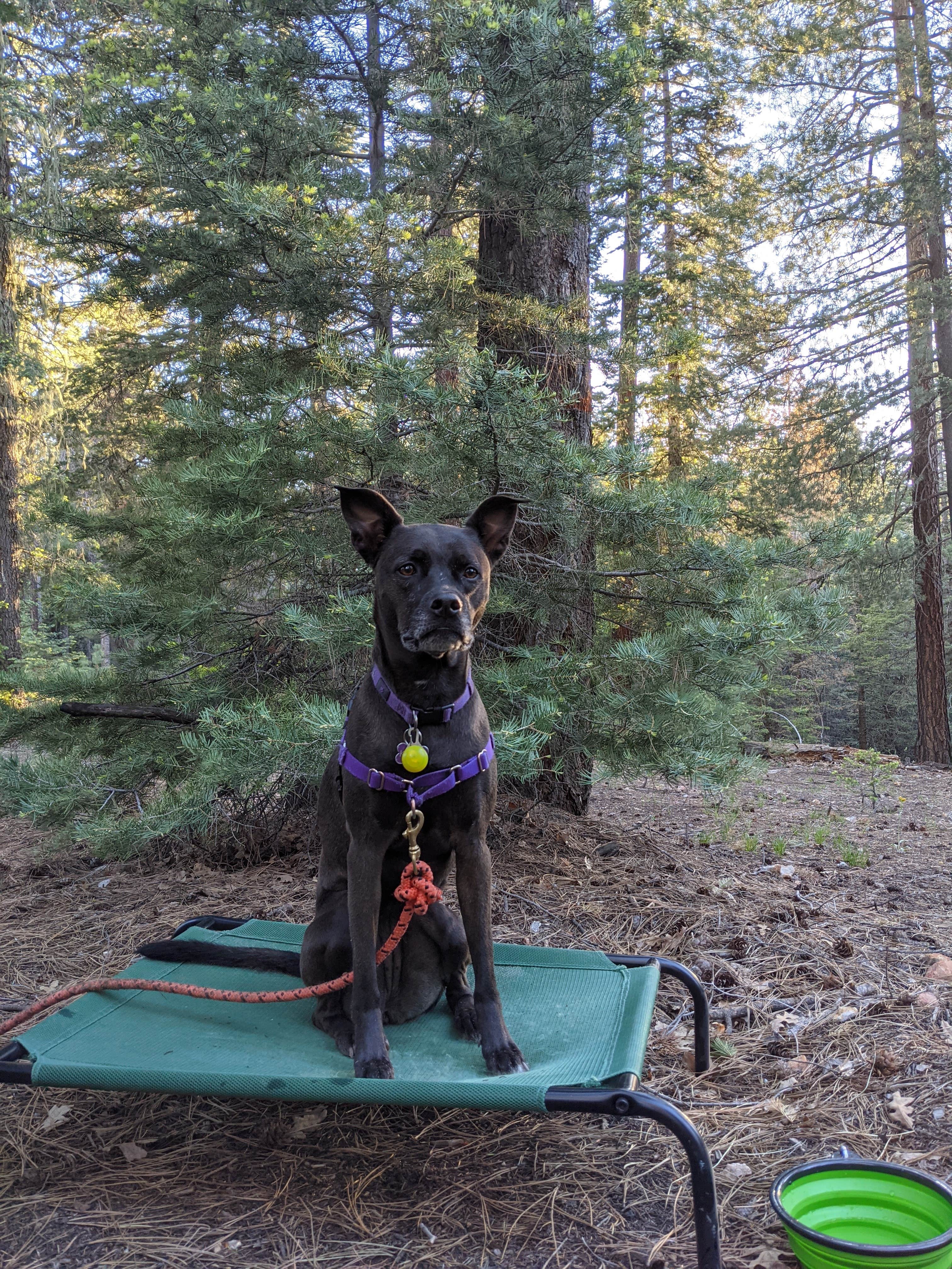 Gillian C.'s photo of camping with pets at Bear Willow Road Dispersed Camping near Kohls Ranch, AZ