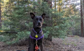 Gillian C.'s photo of camping with pets at Bear Willow Road Dispersed Camping near Forest Lakes, AZ