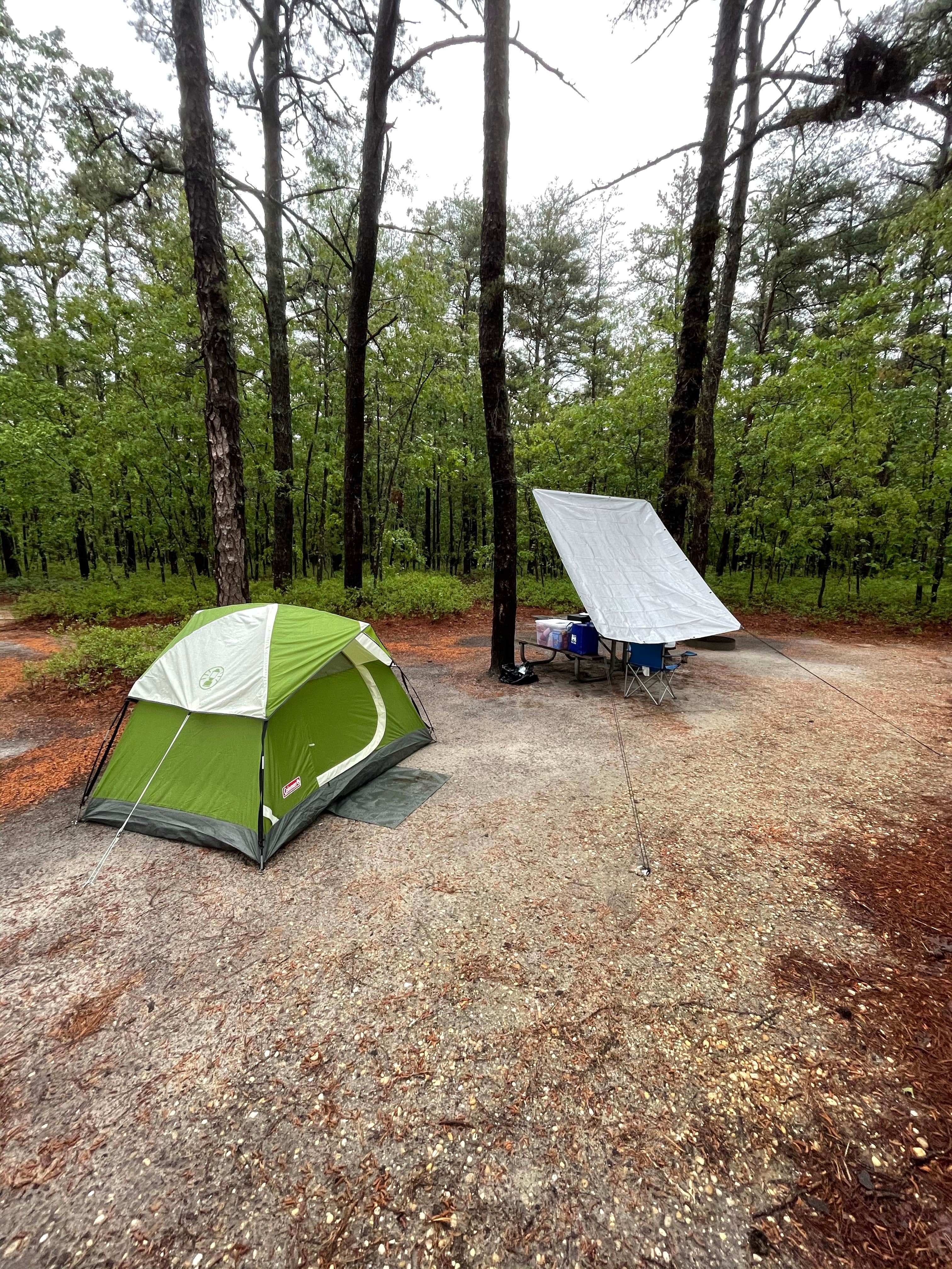 Camper submitted image from Brendan Byrne State Forest - 5