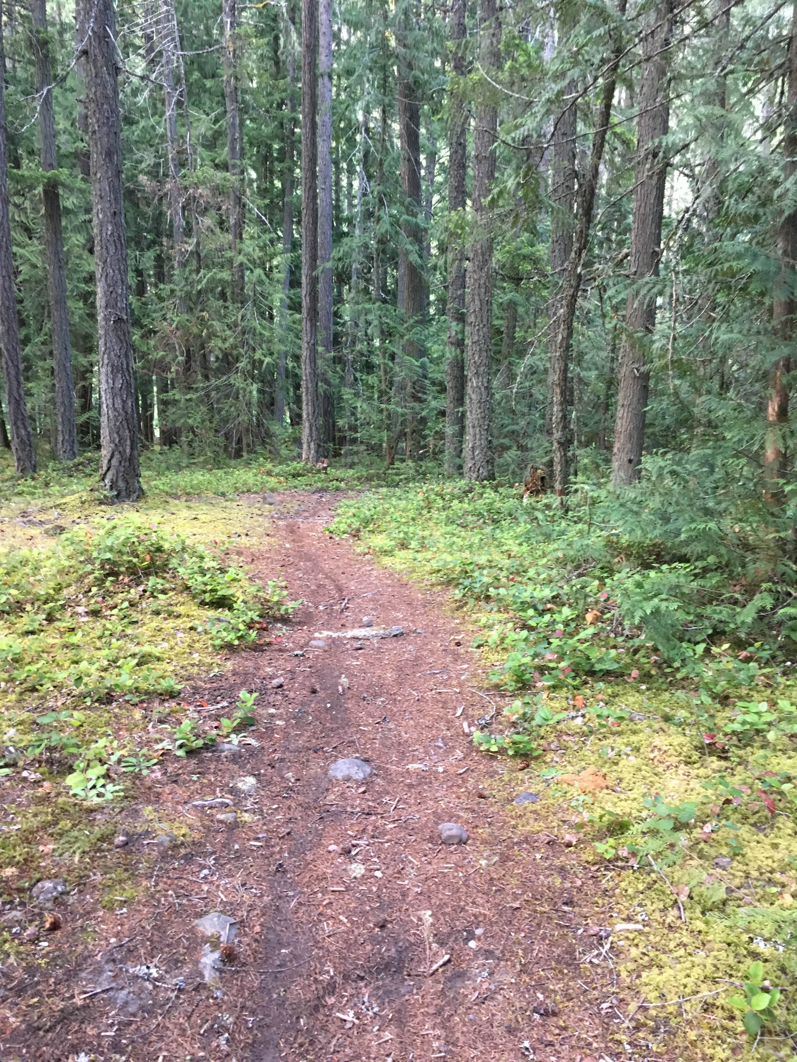 Camper submitted image from Ranger Creek Airstrip Dispersed - 5