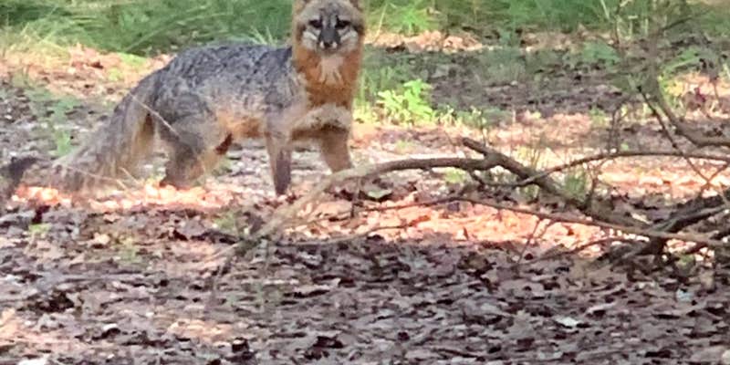 Camper submitted image from COE Lake Greeson Dam Area