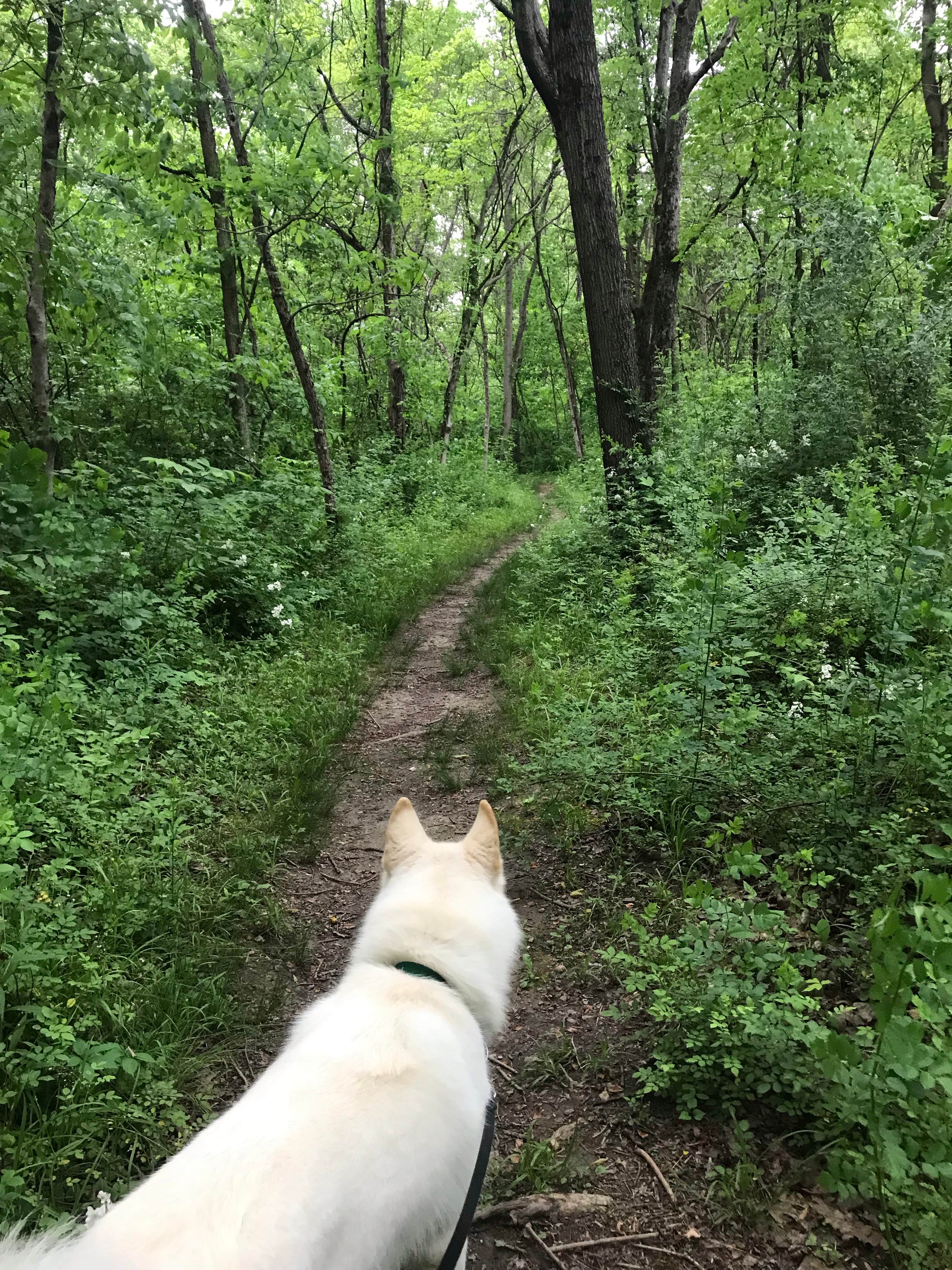Kathie M.'s photo of camping with pets at Shades State Park Campground near Marshall, IN