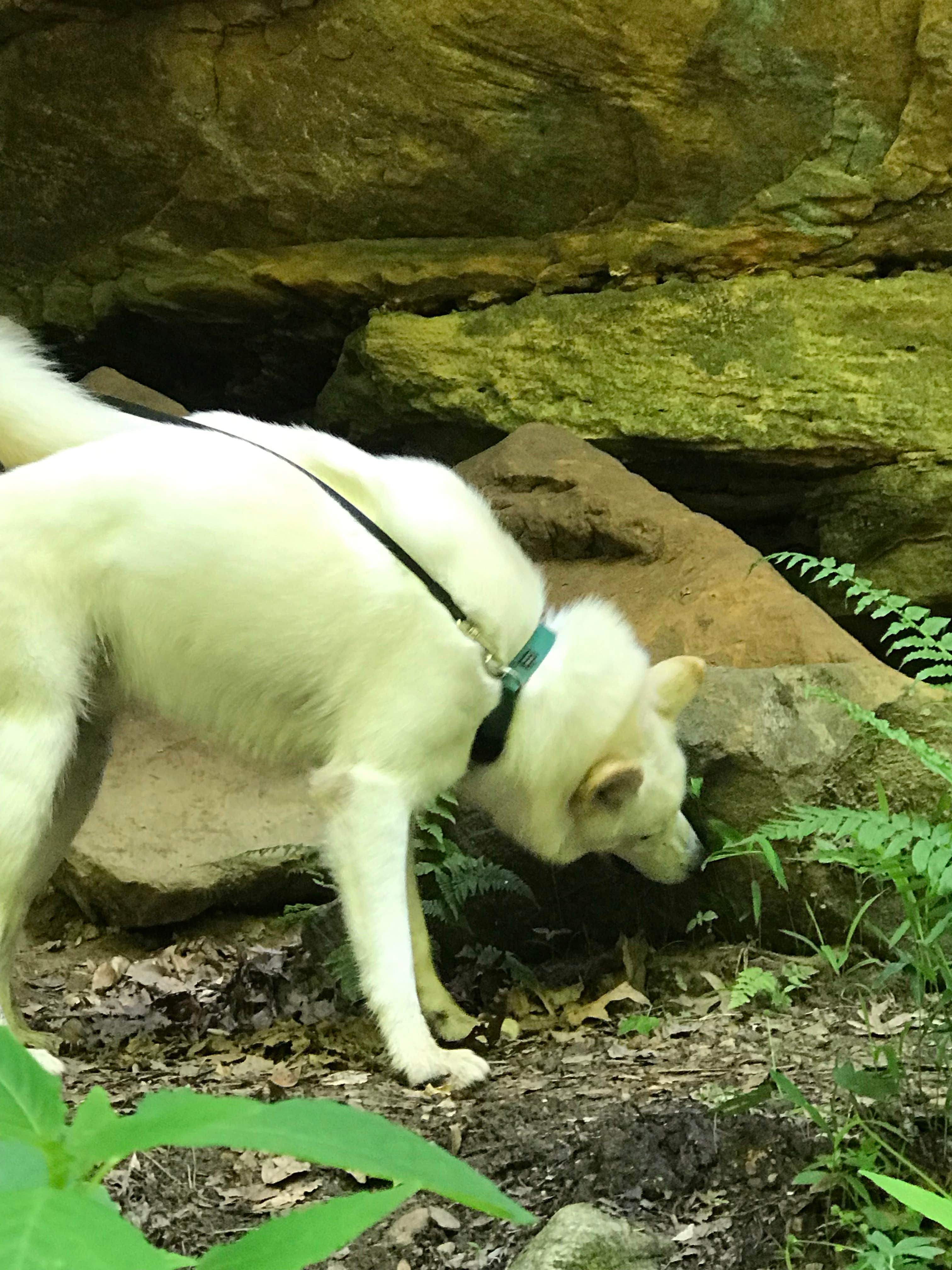 Kathie M.'s photo of camping with pets at Shades State Park Campground near Marshall, IN