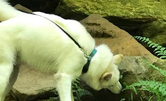 Kathie M.'s photo of camping with pets at Shades State Park Campground near Cutler, IN