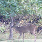 Review photo of Austin Campground by Linda S., June 6, 2018