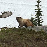 Review photo of Cougar Rock Campground — Mount Rainier National Park by Annie C., June 1, 2021