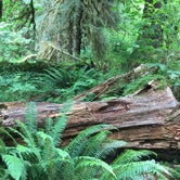 Review photo of Hoh Campground — Olympic National Park by Annie C., June 1, 2021