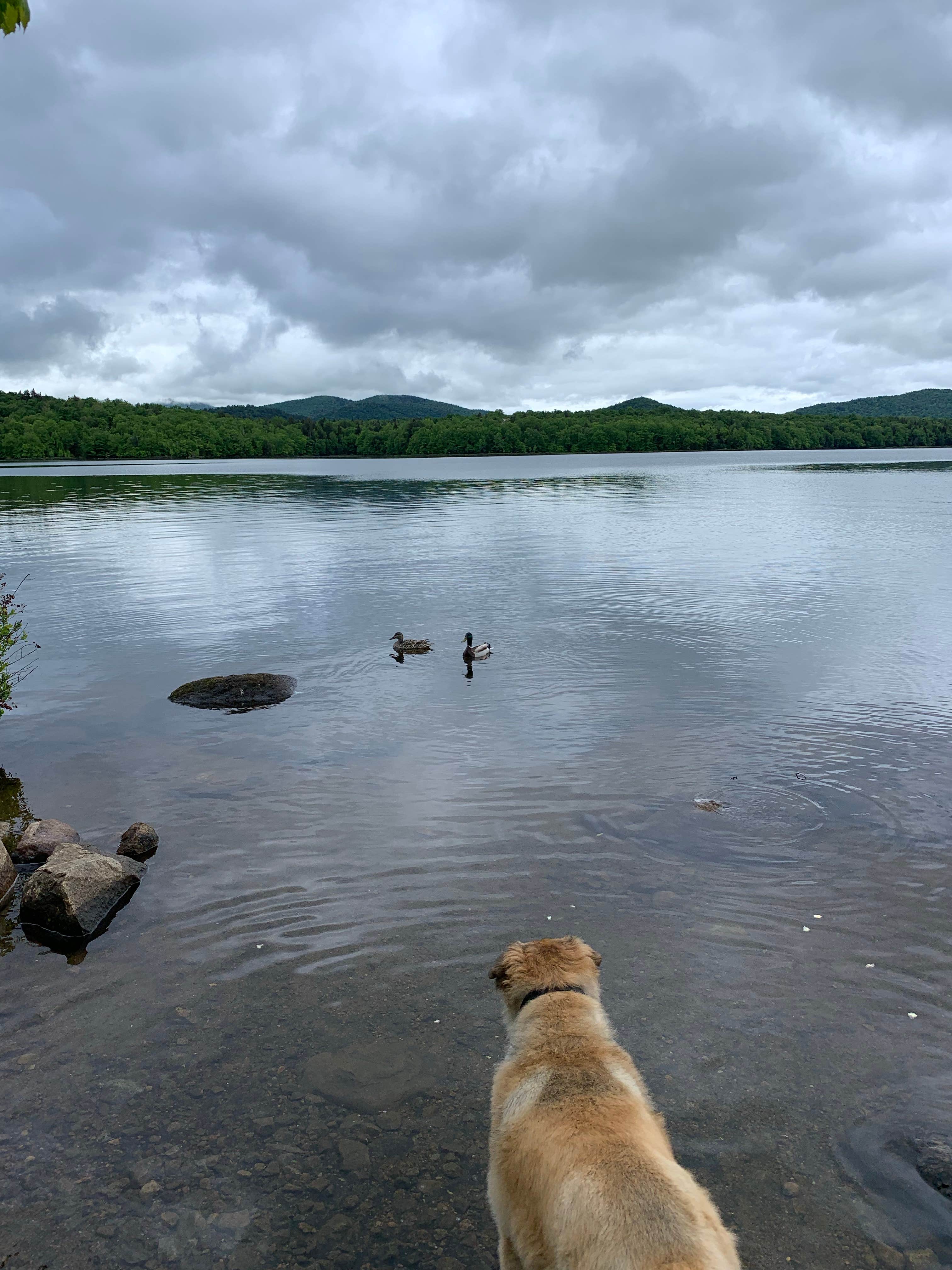 The Other Kim K.'s photo of camping with pets at Lewey Lake Campground near Indian Lake, NY