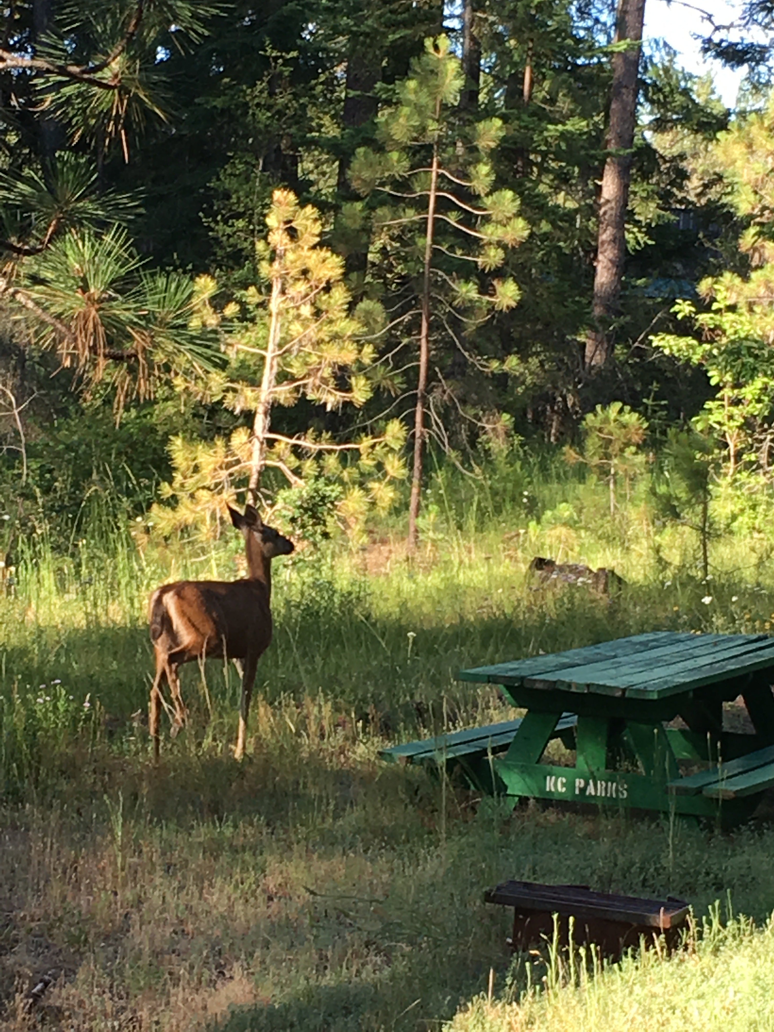 Camper submitted image from Big Cedars County Campground - 1