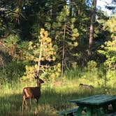 Review photo of Big Cedars County Campground by Annie C., June 1, 2021