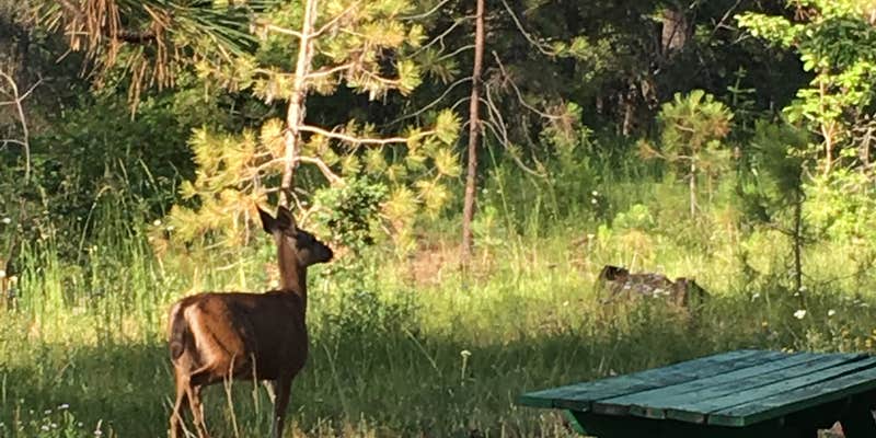 Camper submitted image from Big Cedars County Campground
