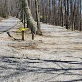 Review photo of Hickory Ridge Campground — Grayson Highlands State Park by Jean C., June 1, 2021