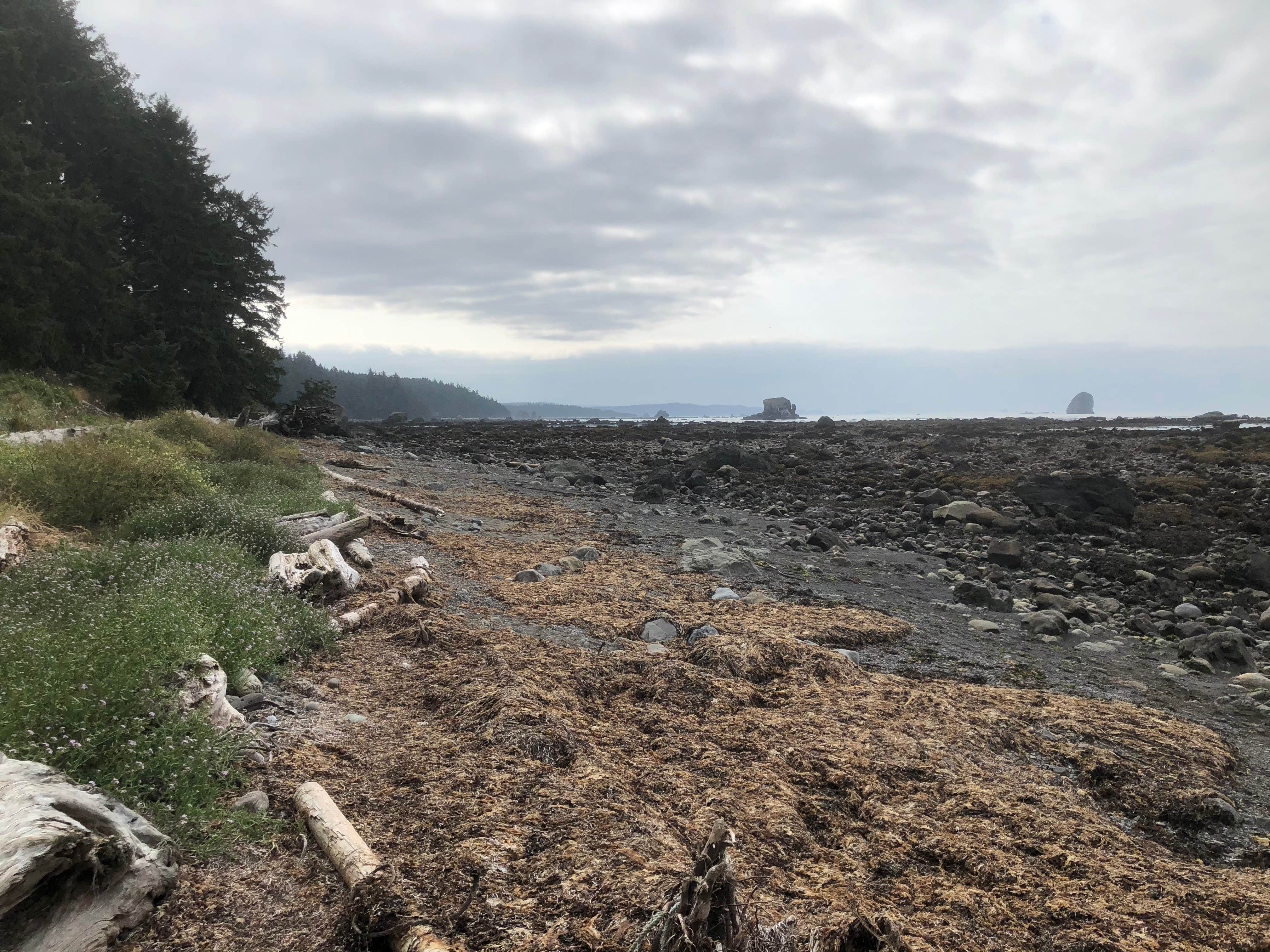 Camper submitted image from Wedding Rocks — Olympic National Park - 3