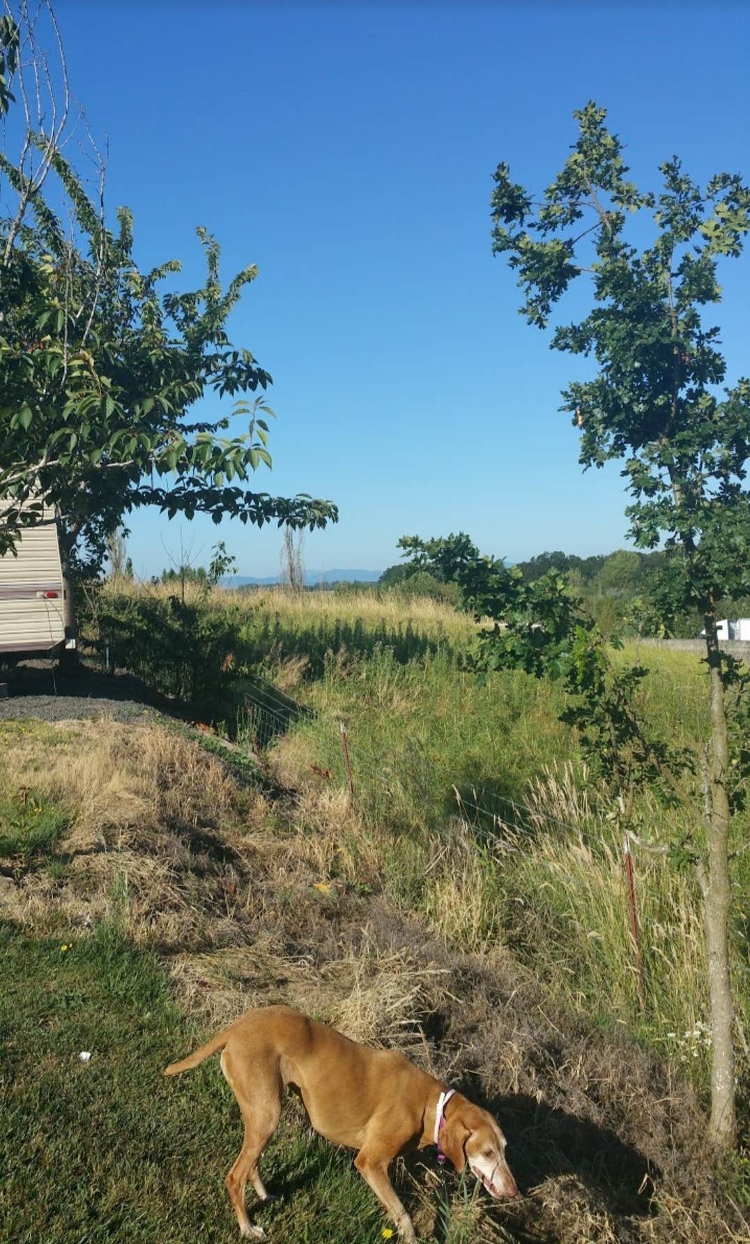 C. W.'s photo of camping with pets at Emerald Valley RV Park near Monmouth, OR