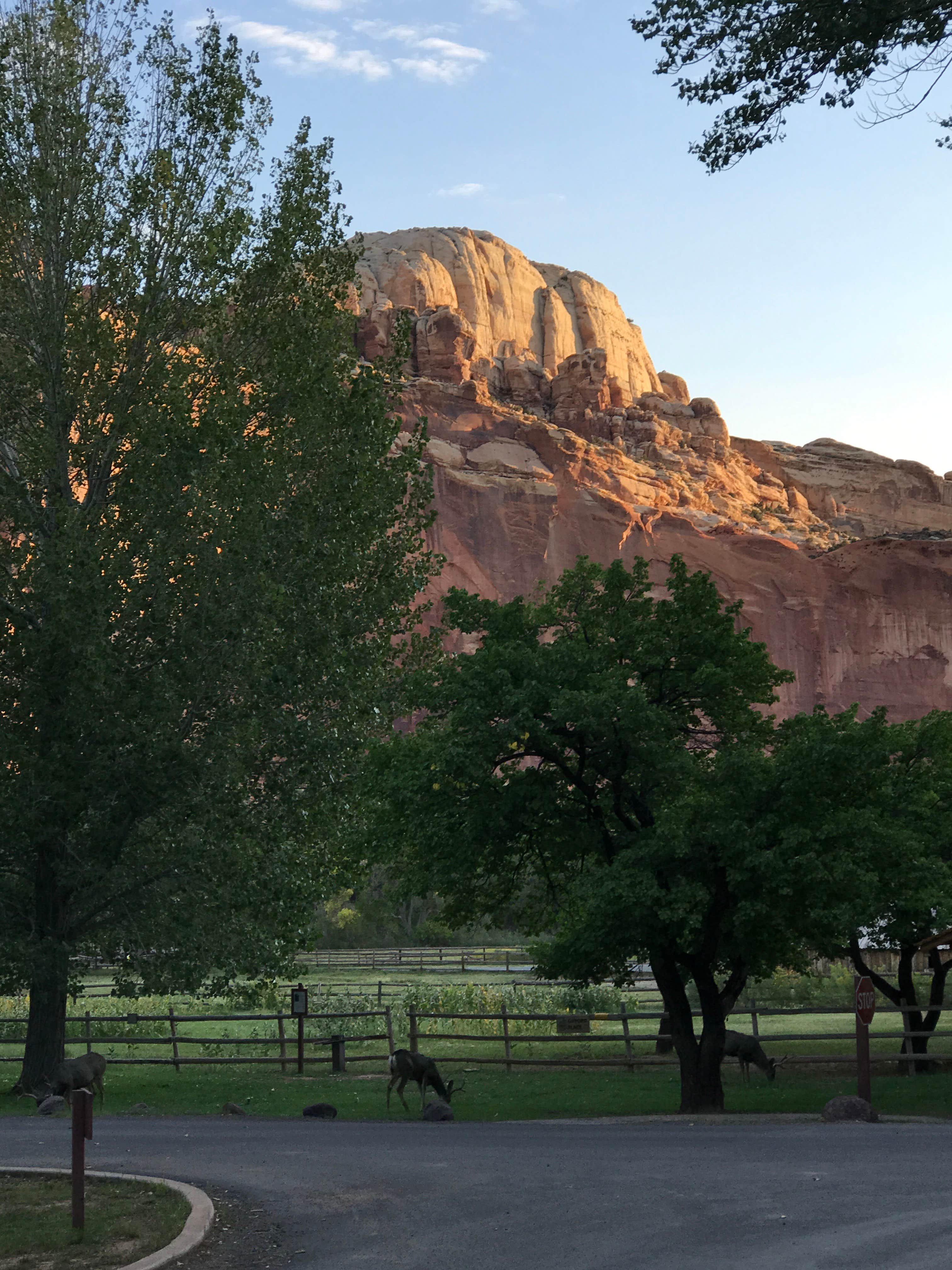 David R.'s photo of camping with pets at Fruita Campground — Capitol Reef National Park near Hanksville, UT