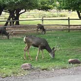 Review photo of Fruita Campground — Capitol Reef National Park by David R., June 1, 2021