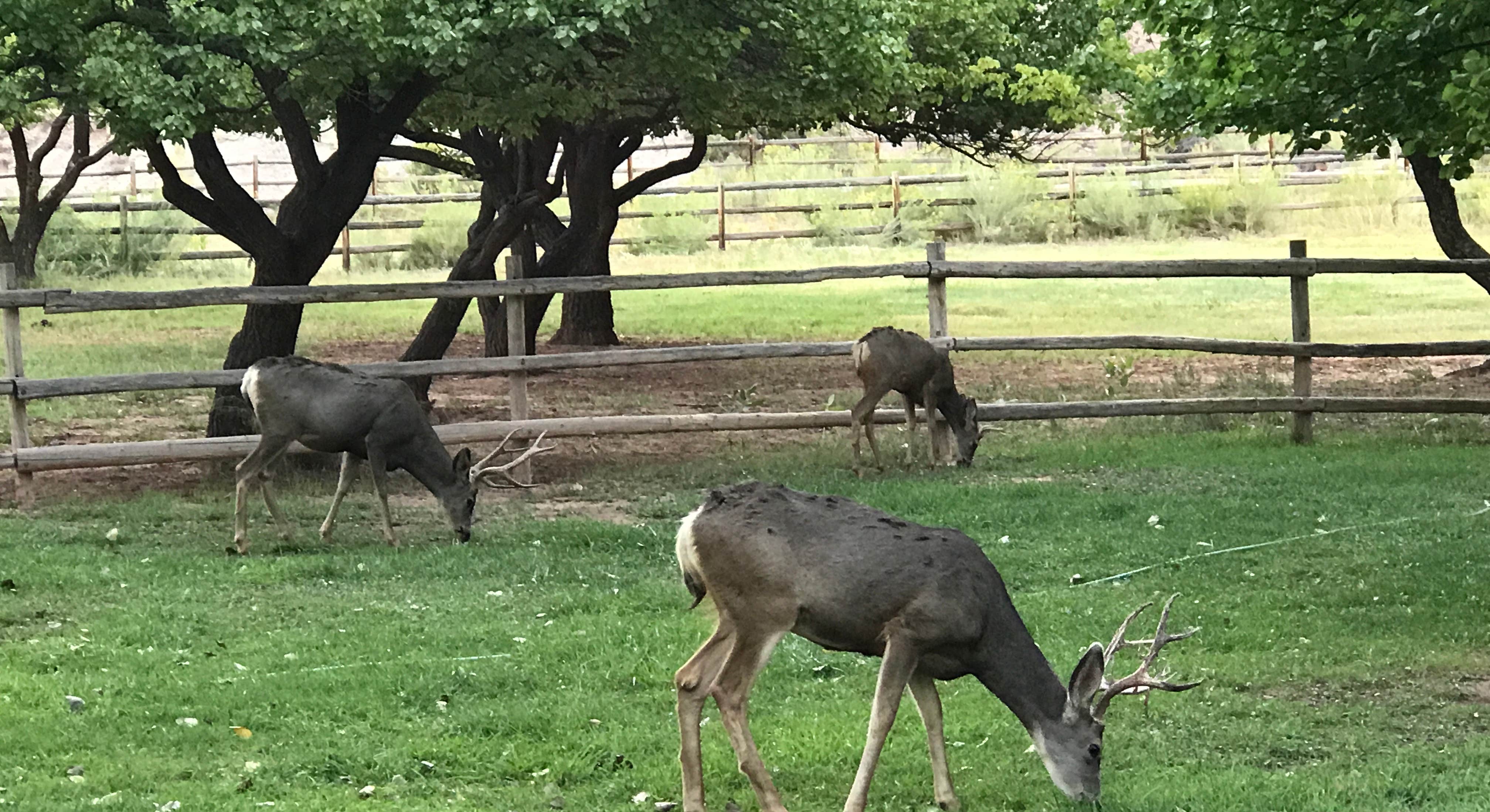 Deer Grazing near Fruita Campground in Capitol Reef National Park