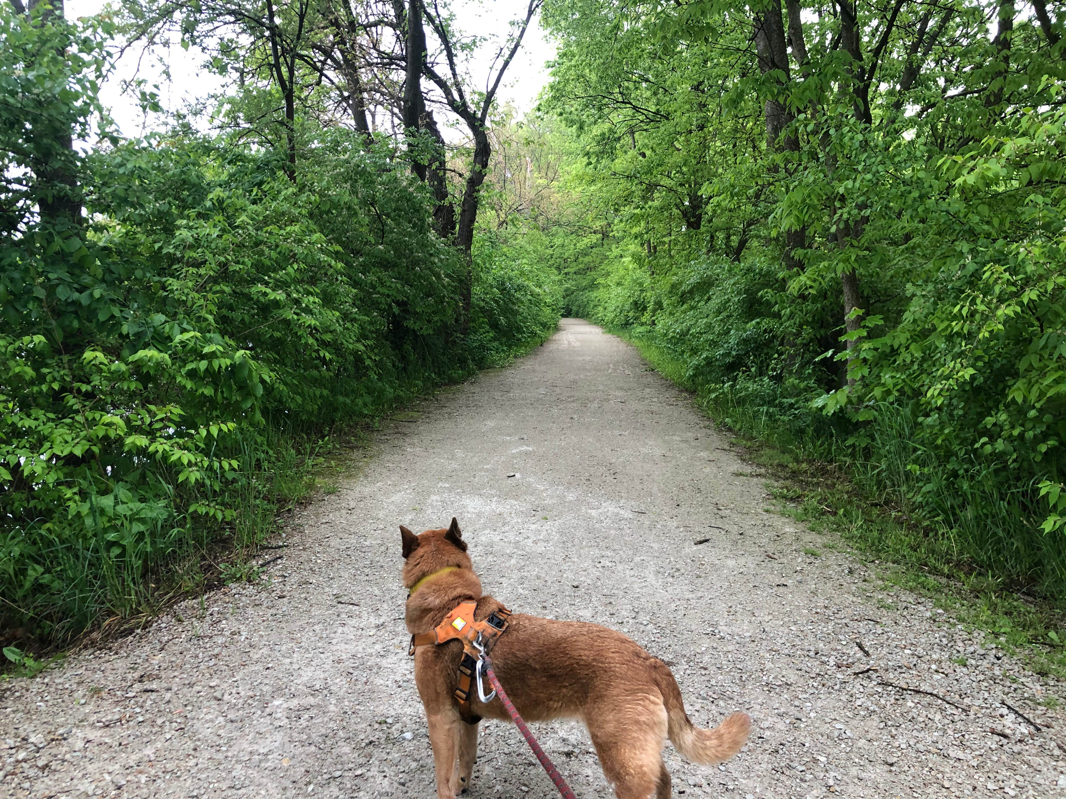 Art S.'s photo of camping with pets at Channahon State Park Campground near Chicago, IL