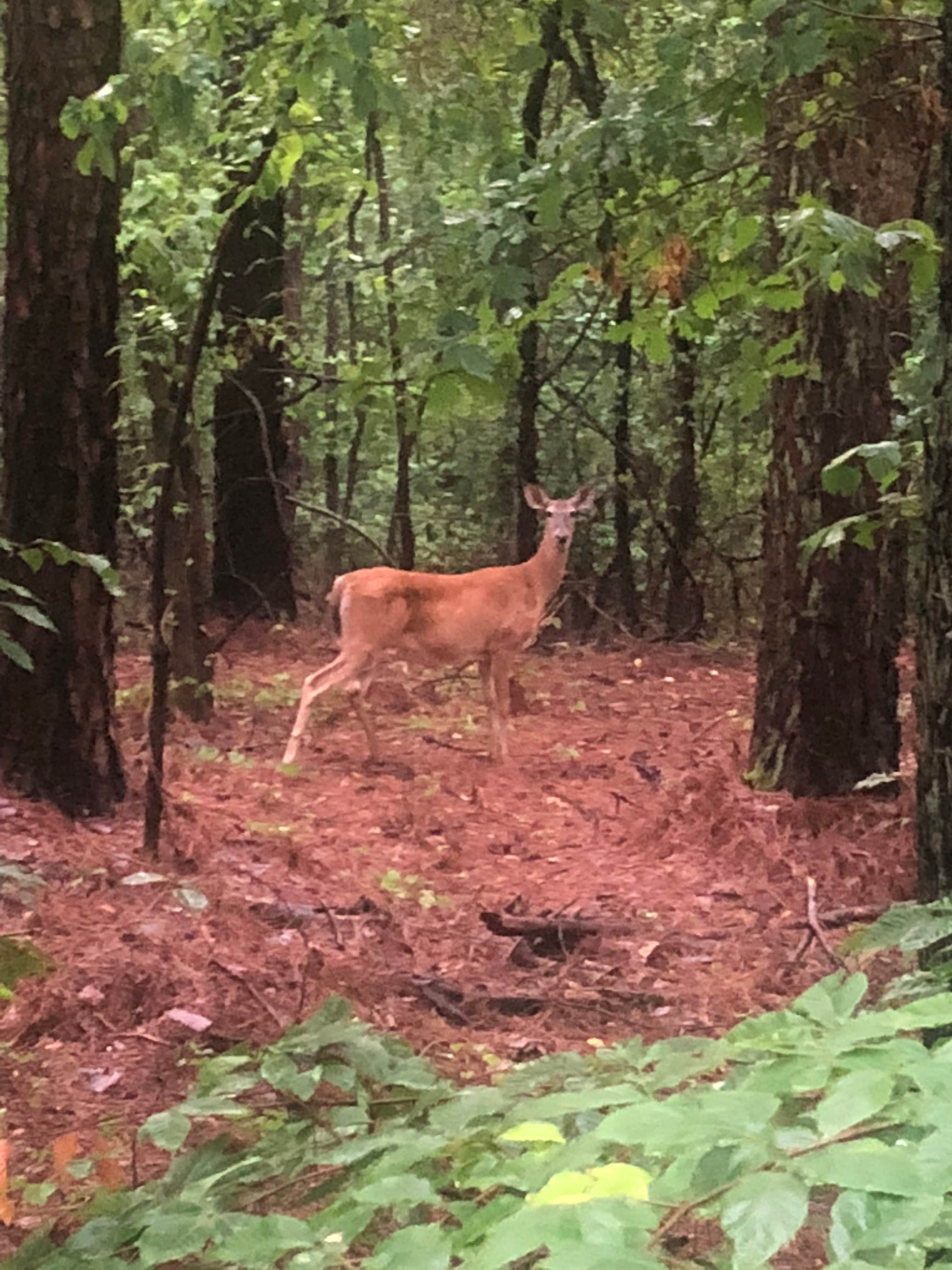 Camper-submitted photo at Mckinney Campground near Chattahoochee Hills, GA