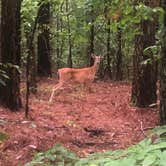 Review photo of Mckinney Campground by Susan H., June 6, 2018