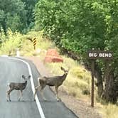 Review photo of South Campground — Zion National Park by David R., June 1, 2021