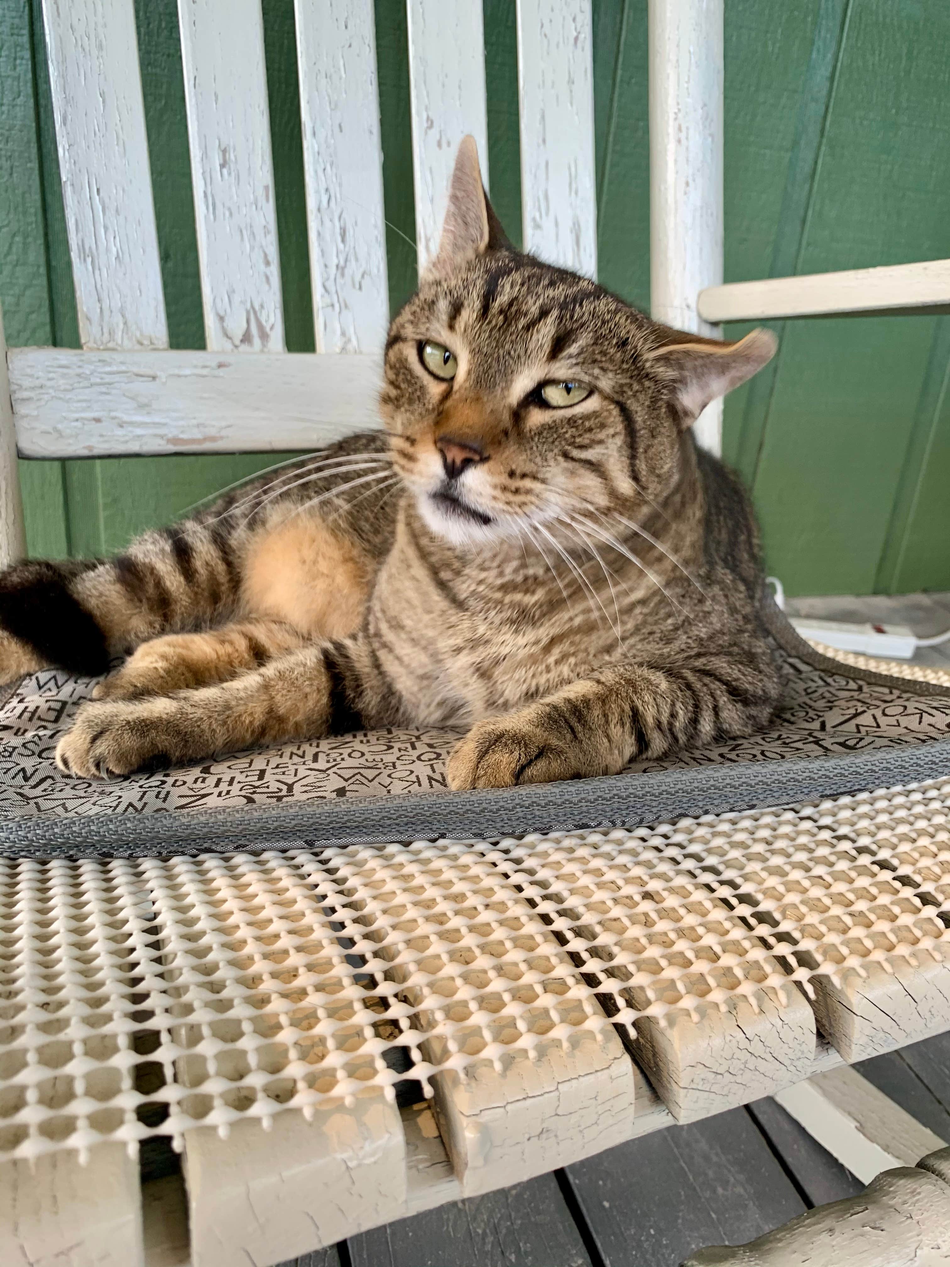 Heather L.'s photo of camping with pets at Diamond Lure Campground near Carters Lake