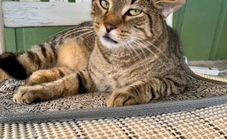 Heather L.'s photo of camping with pets at Diamond Lure Campground near Chattahoochee-Oconee National Forest