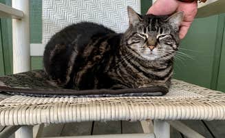Heather L.'s photo of camping with pets at Diamond Lure Campground near Carters Lake