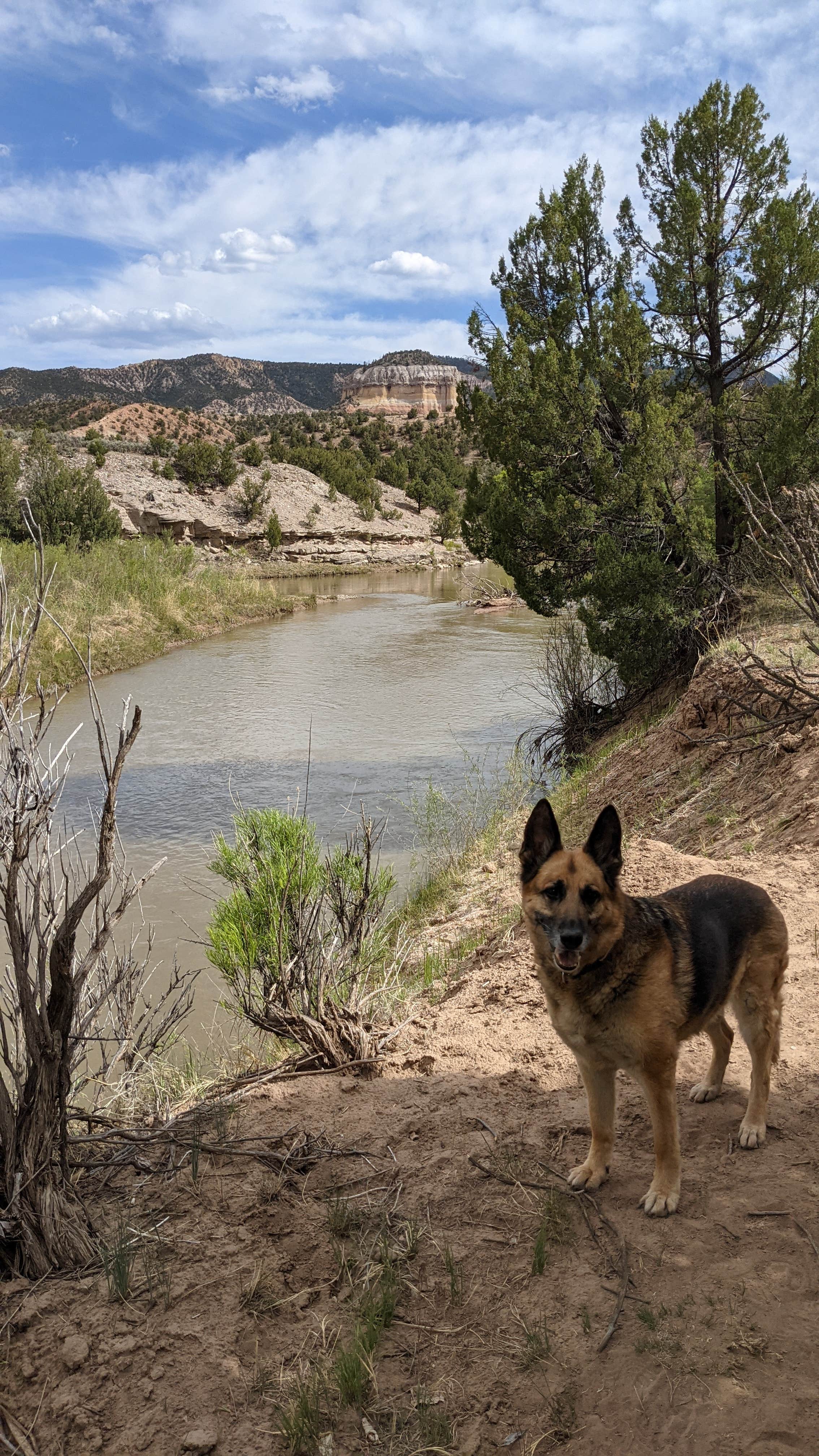 Megan V.'s photo of camping with pets at Rio Chama Campground near Canjilon, NM