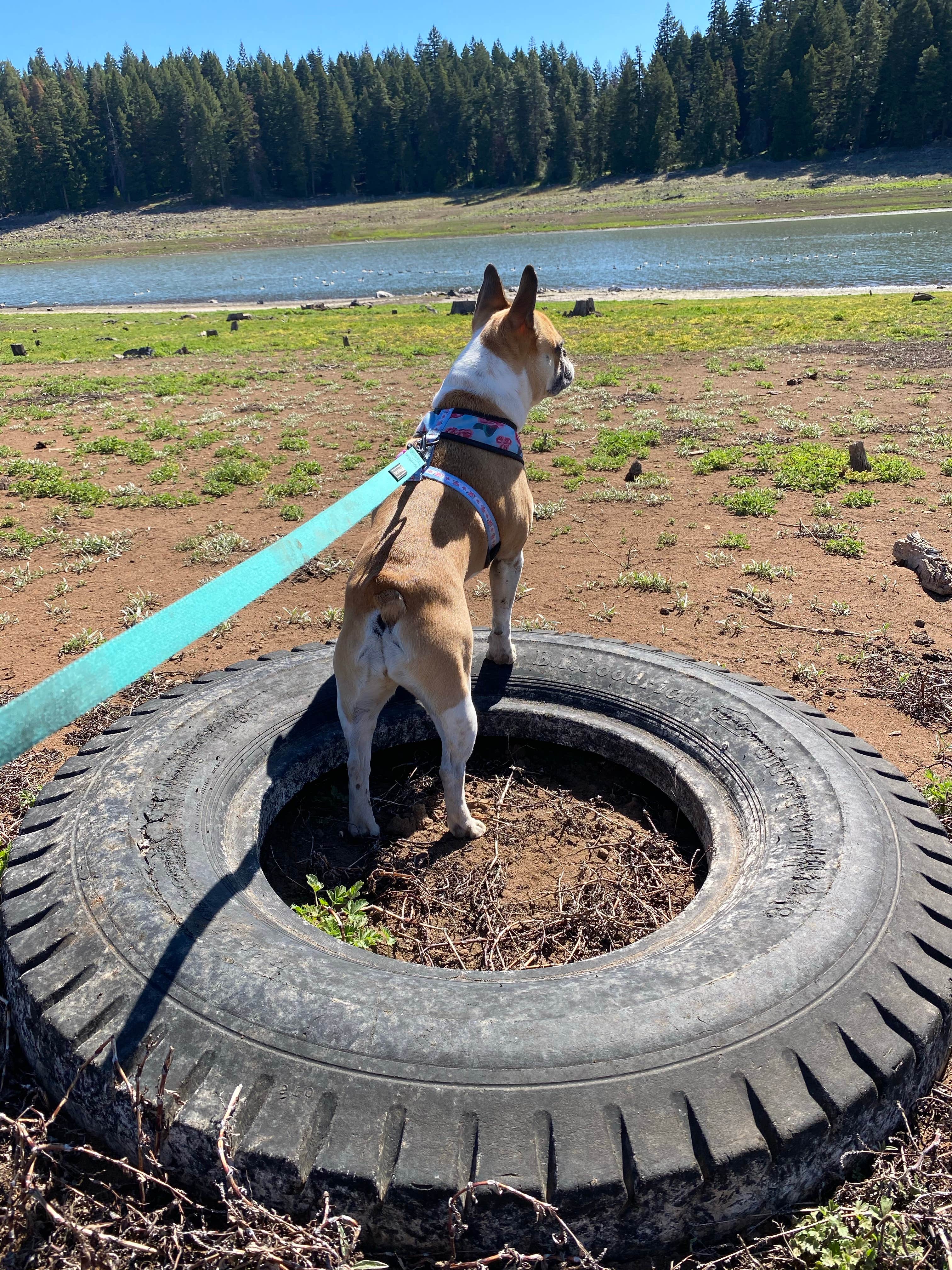 Jessica M.'s photo of camping with pets at Jackson County Howard Prairie Lake Resort near Dorris, CA