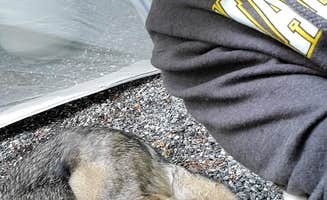 Ammi L.'s photo of camping with pets at Indian Creek Campground in North Carolina