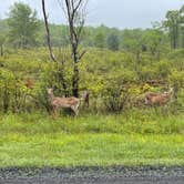 Review photo of Blackwater Falls State Park Campground by Kevin E., June 2, 2021