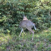 Review photo of Blackwater Falls State Park Campground by Kevin E., June 2, 2021