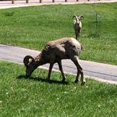 Review photo of Grace Coolidge Campground — Custer State Park by Mac M., June 2, 2021