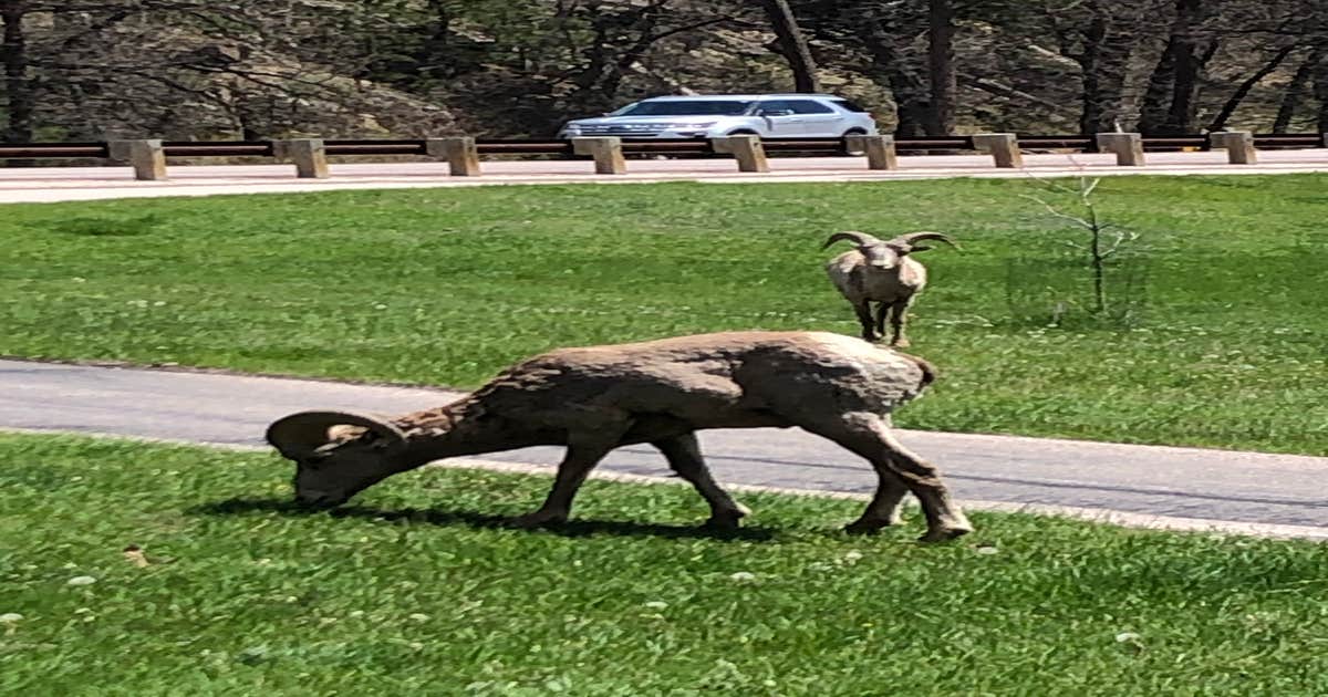 Grace Coolidge Campground — Custer State Park