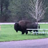 Review photo of Grace Coolidge Campground — Custer State Park by Mac M., June 2, 2021