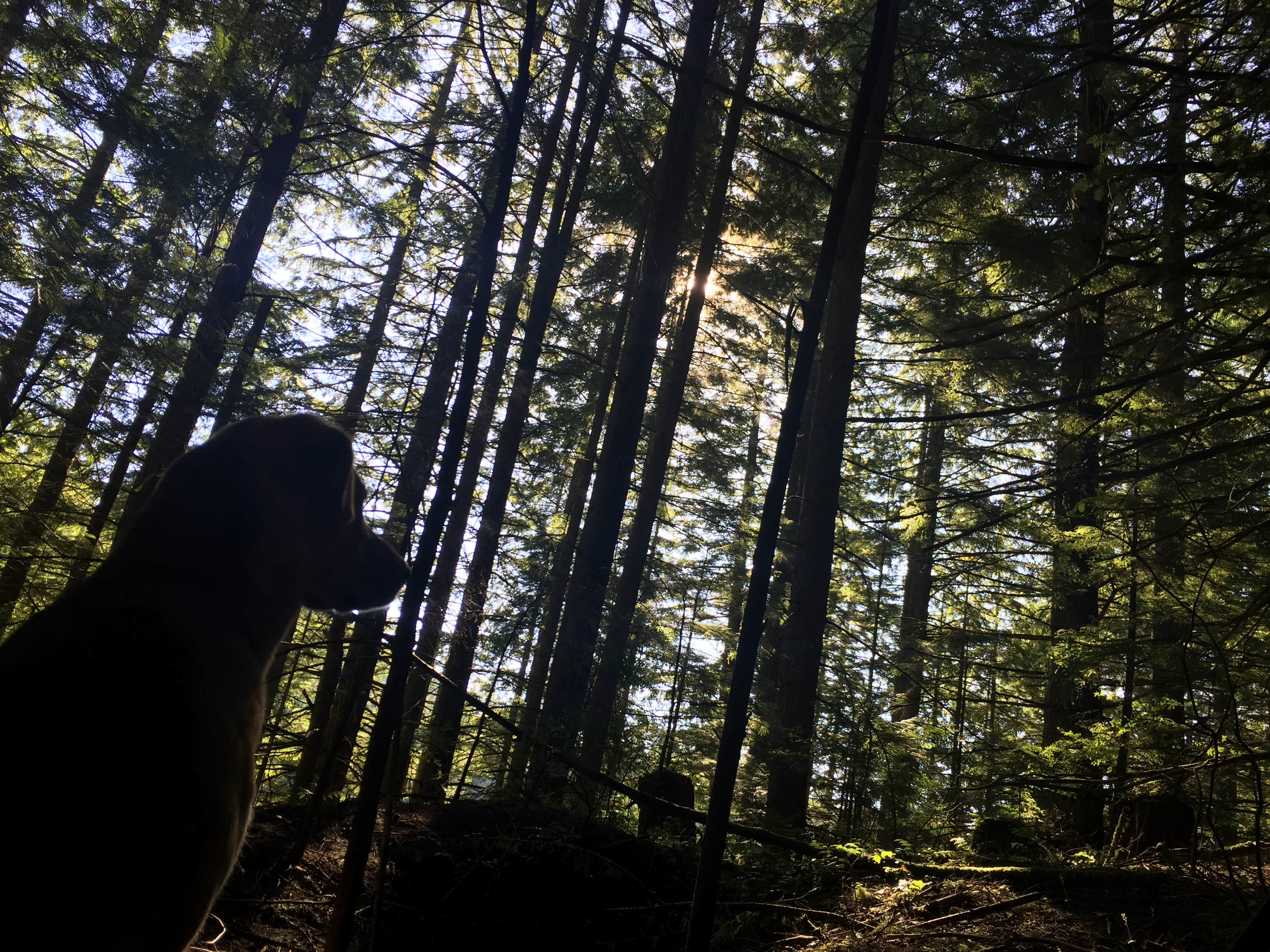 Camping near Chucklebutt Manor: Lily and Lizard Lakes, Bow, Washington
