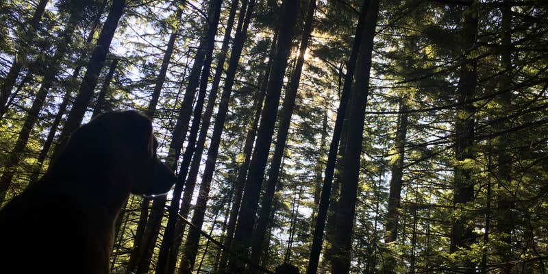 Camper submitted image from Lily and Lizard Lakes