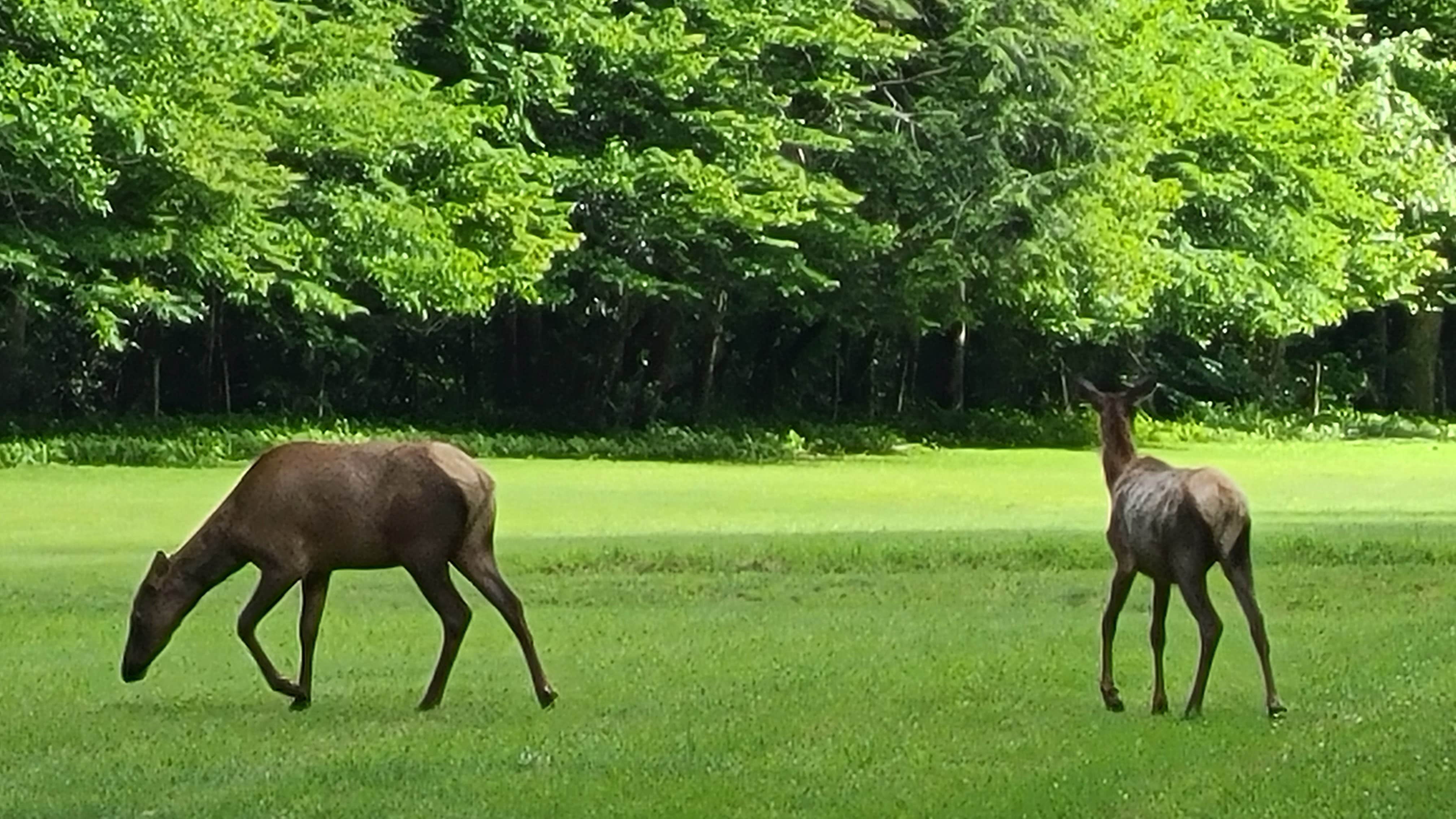 Melissa W.'s photo of camping with a horse at Cataloochee Campground — Great Smoky Mountains National Park near Nantahala National Forest