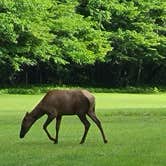 Review photo of Cataloochee Campground — Great Smoky Mountains National Park by Melissa W., June 2, 2021