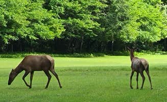 Melissa W.'s photo of camping with a horse at Cataloochee Campground — Great Smoky Mountains National Park near Jefferson City, TN