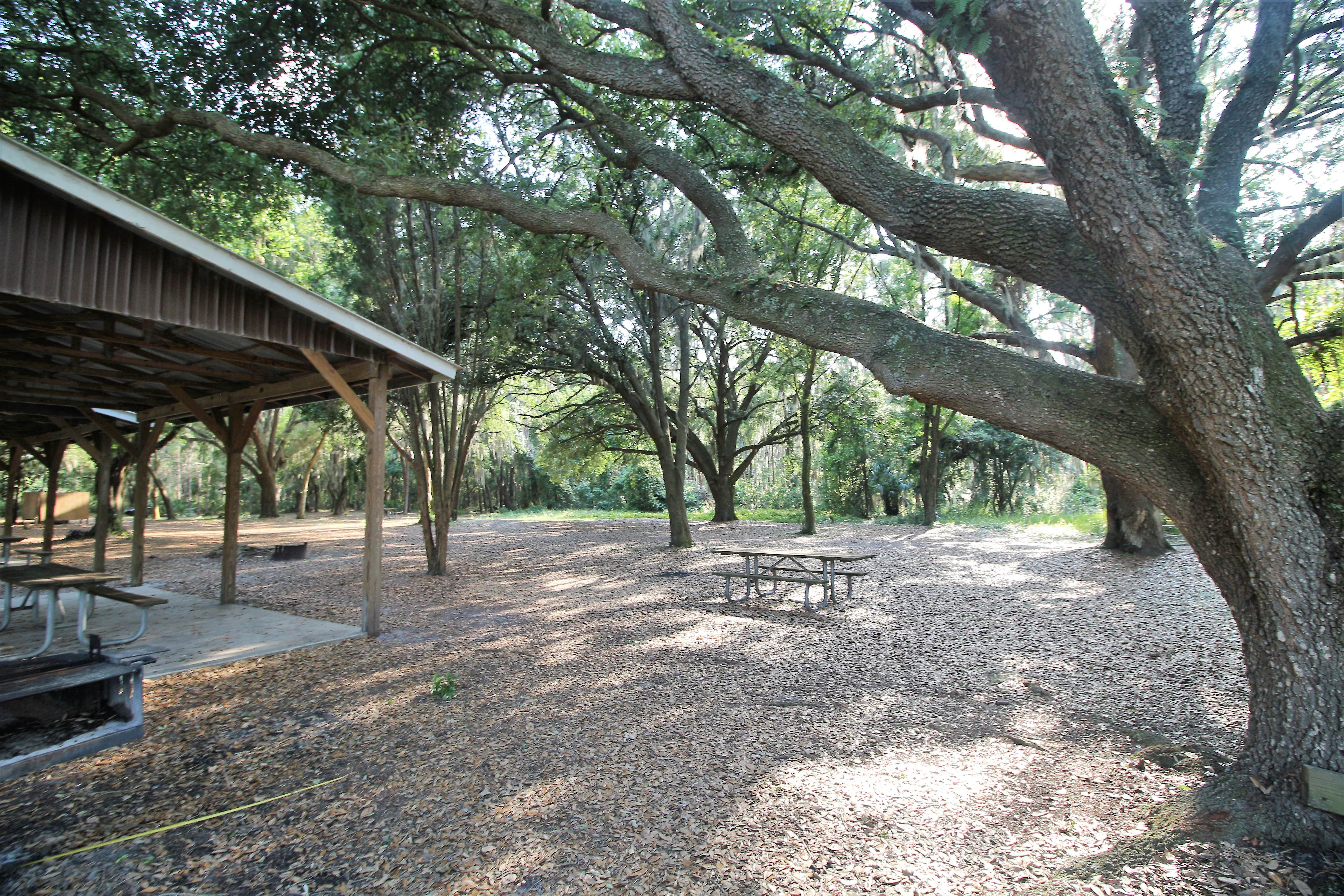 Camper submitted image from Upper Hillsborough Preserve — Alston Tract - 2