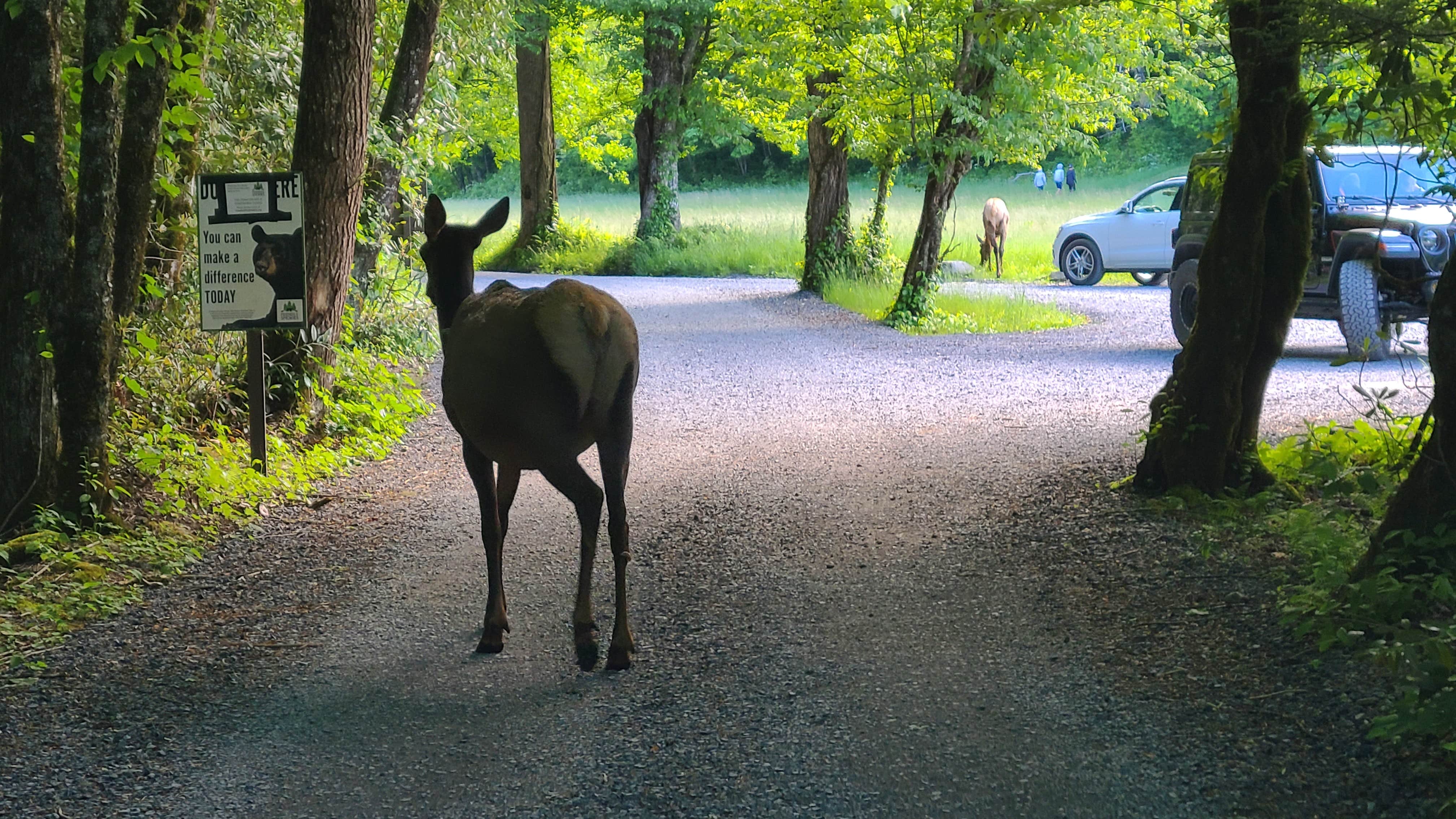 Melissa W.'s photo of camping with a horse at Cataloochee Campground — Great Smoky Mountains National Park near Burnsville, NC