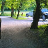 Review photo of Cataloochee Campground — Great Smoky Mountains National Park by Melissa W., June 2, 2021